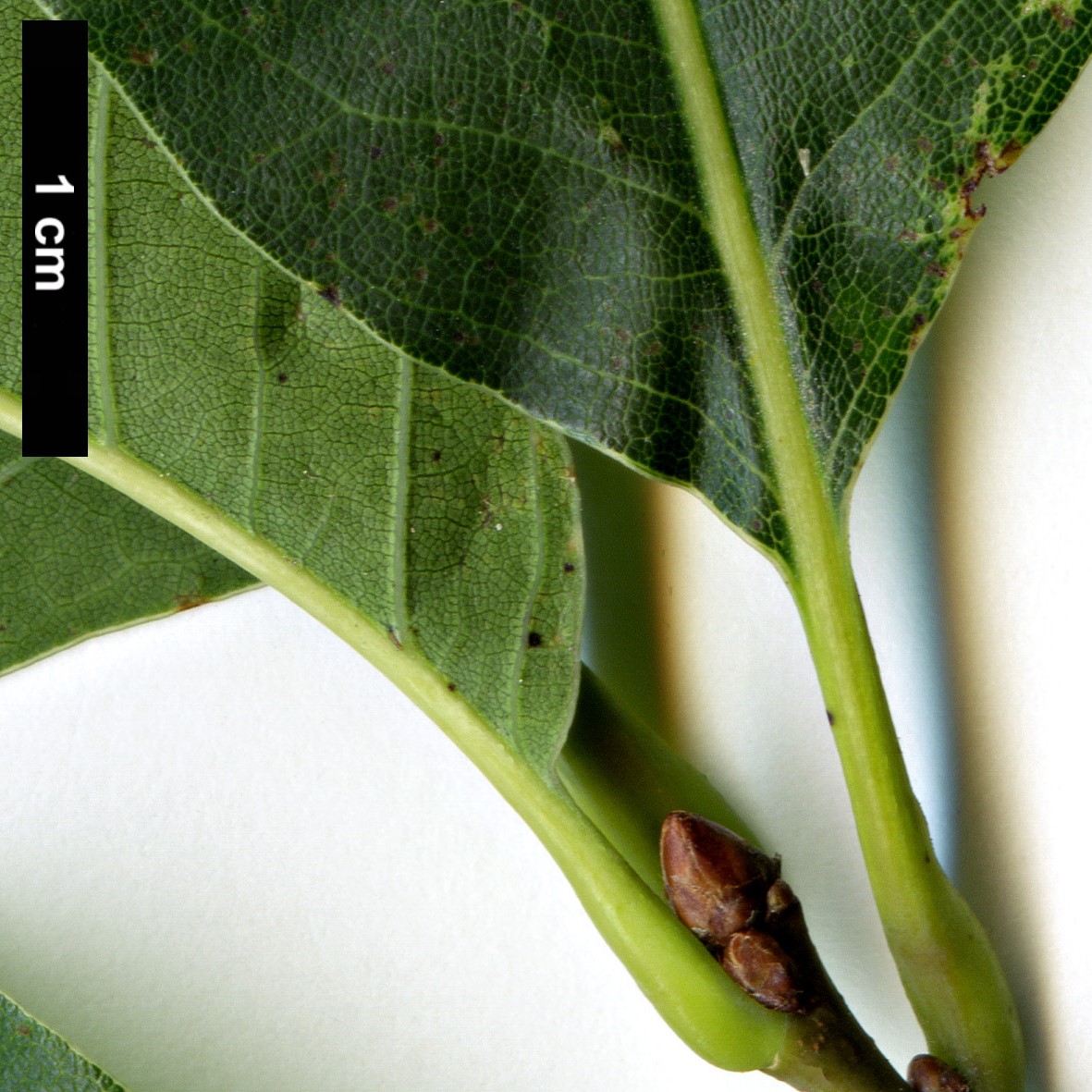 High resolution image: Family: Fagaceae - Genus: Quercus - Taxon: ×heterophylla (Q.phellos × Q.rubra)
